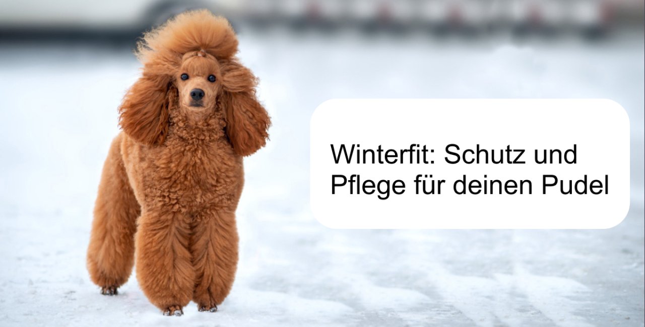 Wie Sie Ihren Pudel für die Wintersaison vorbereiten: Wärmeschutz, Pfotenpflege und Impfungen